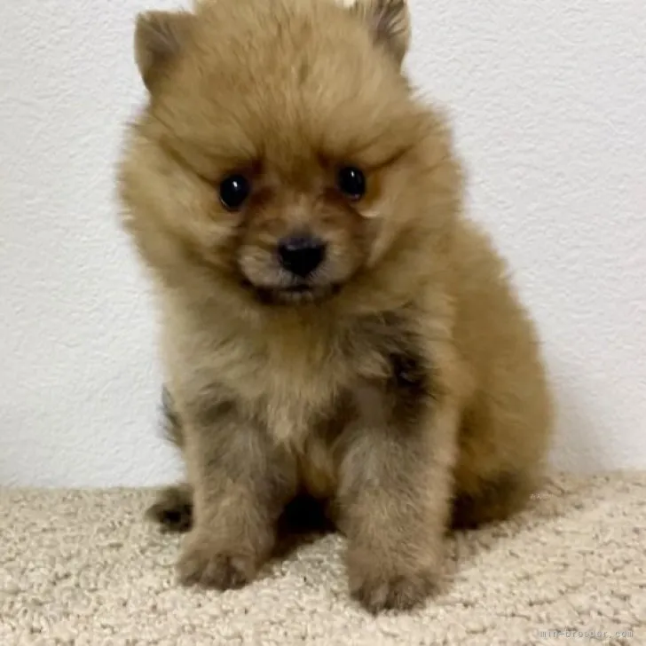 ID：2309-02585の子犬