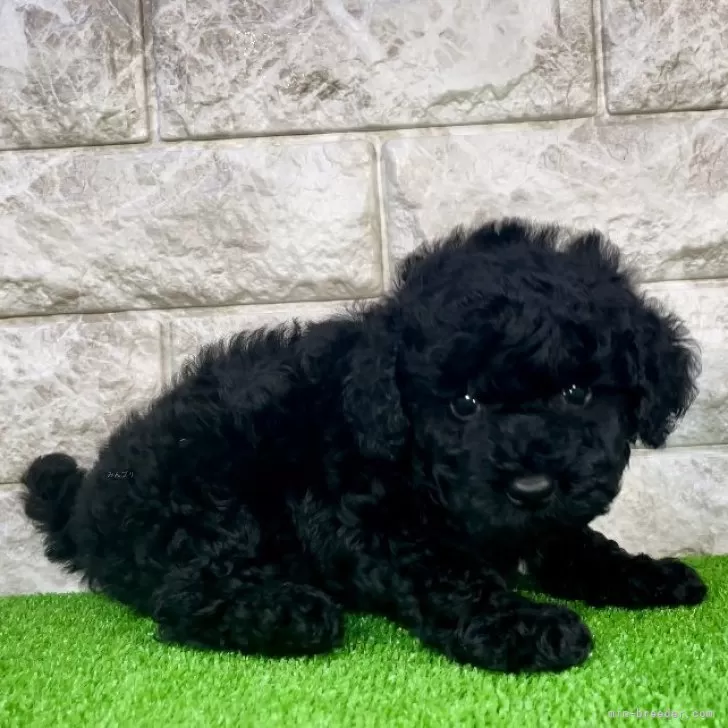 ID:2409-05013の子犬