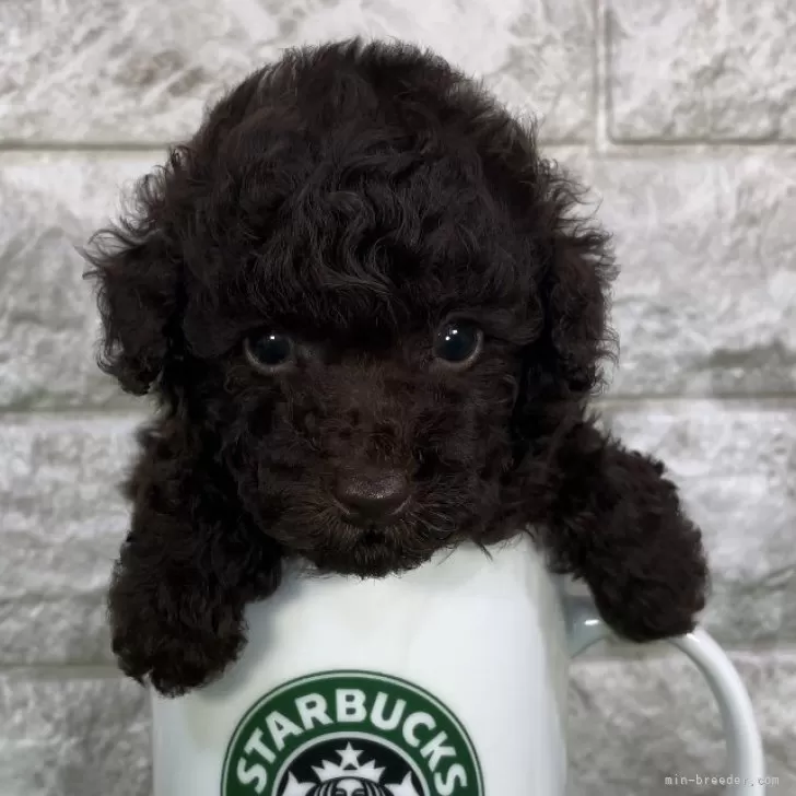 ID:2405-01504の子犬