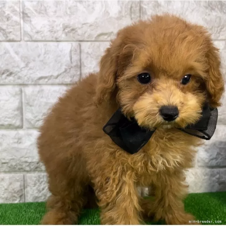ID:2409-05872の子犬