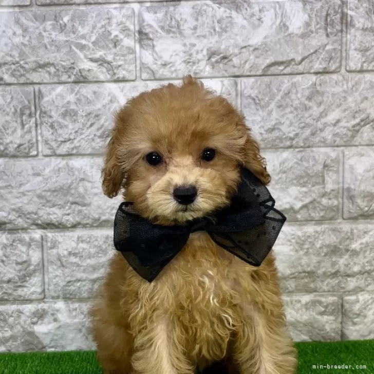 ID:2409-05865の子犬