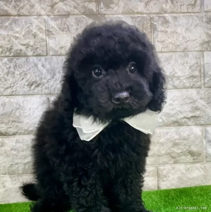 ID：2407-02747の子犬