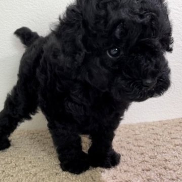トイプードル(タイニー)【埼玉県・女の子・2023年7月15日・ブラック】の写真「JKCチャンピオン血統⭐︎ワクチンキャンペーン中」