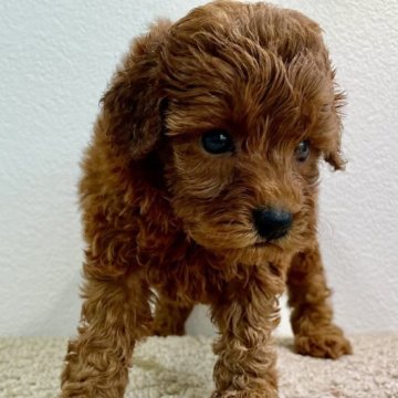 トイプードル(トイ)【埼玉県・女の子・2023年7月8日・レッド】の写真「アメリカングランドチャンピオン血統9/6amまで」