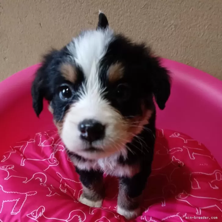 ID:2503-04499の子犬