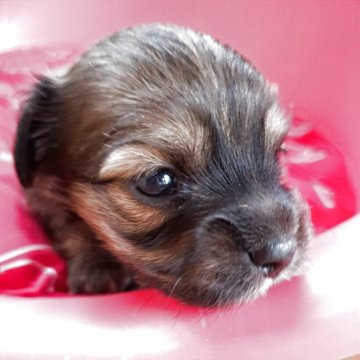 チワックス(チワワ×ダックスフンド)【熊本県・女の子・2025年10月14日・シェーデッドレッド】の写真「目が大きくてかわいい🎀」