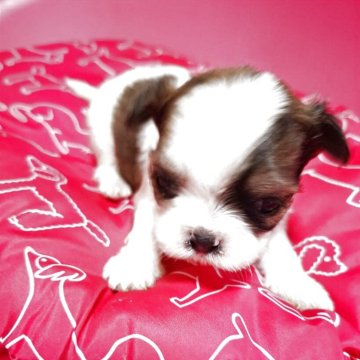 ミックス(チワワ×シーズー)【熊本県・男の子・2025年10月24日・パーティーカラー】の写真「唯一の男の子」