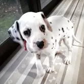 ダルメシアン
