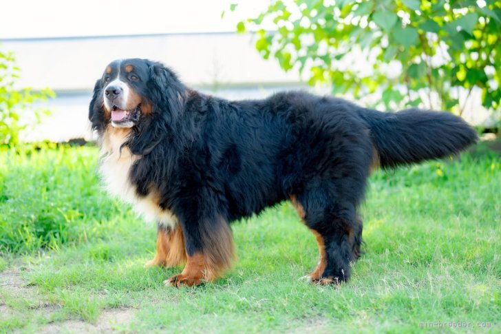 バーニーズのキャスパーです！両親外産の迫力のある容姿です✨｜堀川　舞(ほりかわ　まい)ブリーダー(香川県・ミニチュアダックスフンド(ロング)など・JKC/日本シェパード犬登録協会登録)の紹介写真4