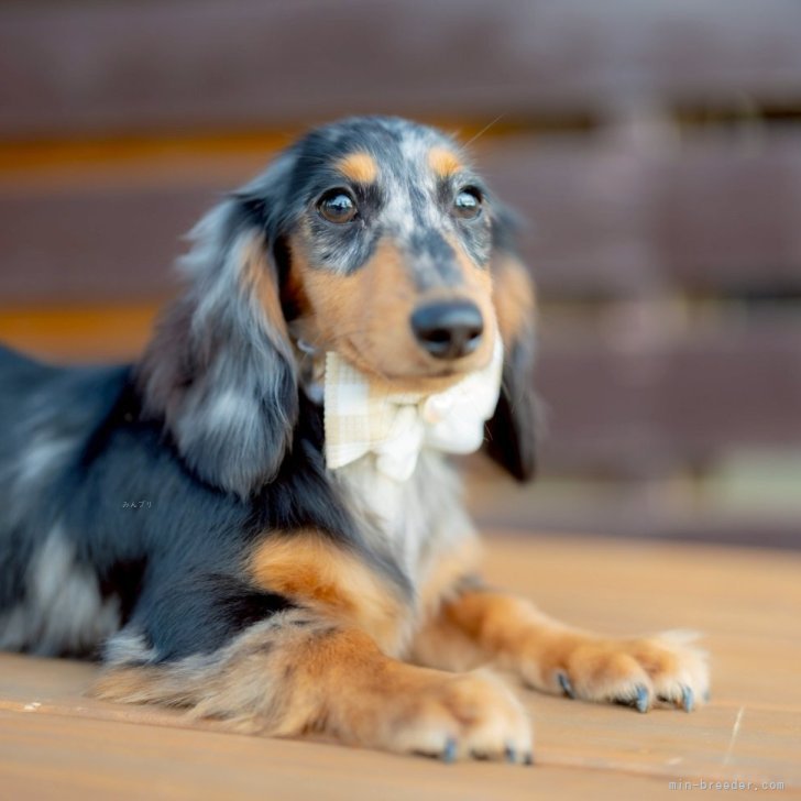 モールアート☆ミニダックスダップル☆へそてん モールアート☆②ミニダックスダップル☆へそてん モールアート