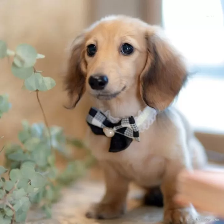 ID:2412-04951の子犬