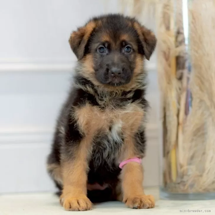ID:2505-07512の子犬