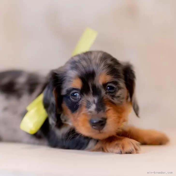 N.M 様のお迎えした子犬
