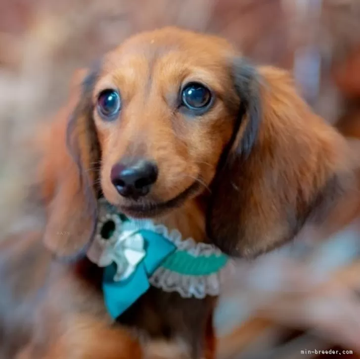 ID：2407-05327の子犬