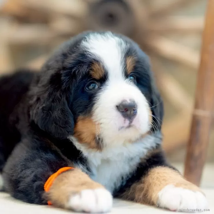 ID:2505-00024の子犬