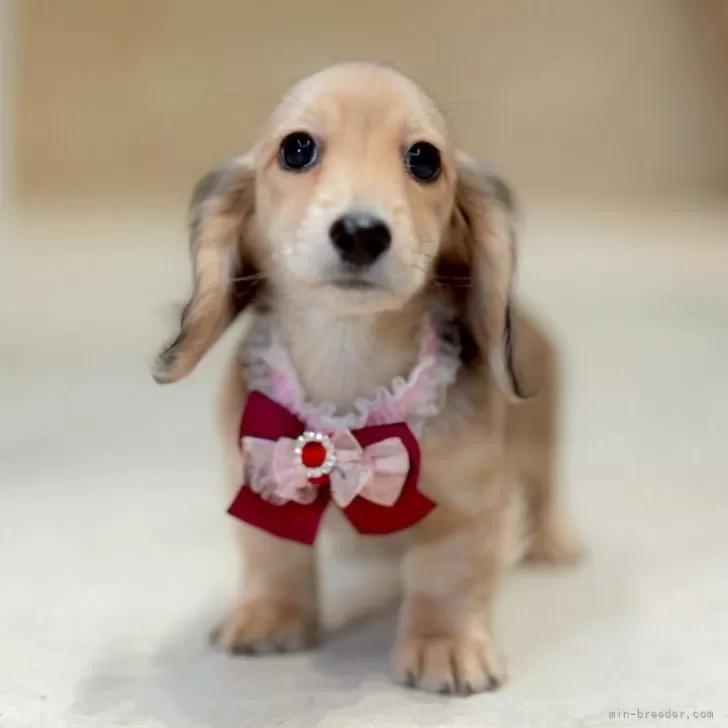 ミニチュアダックスフンド(ロング)【香川県・女の子・2025年9月5日・シェーデッドイエロー(クリーム)】の写真1