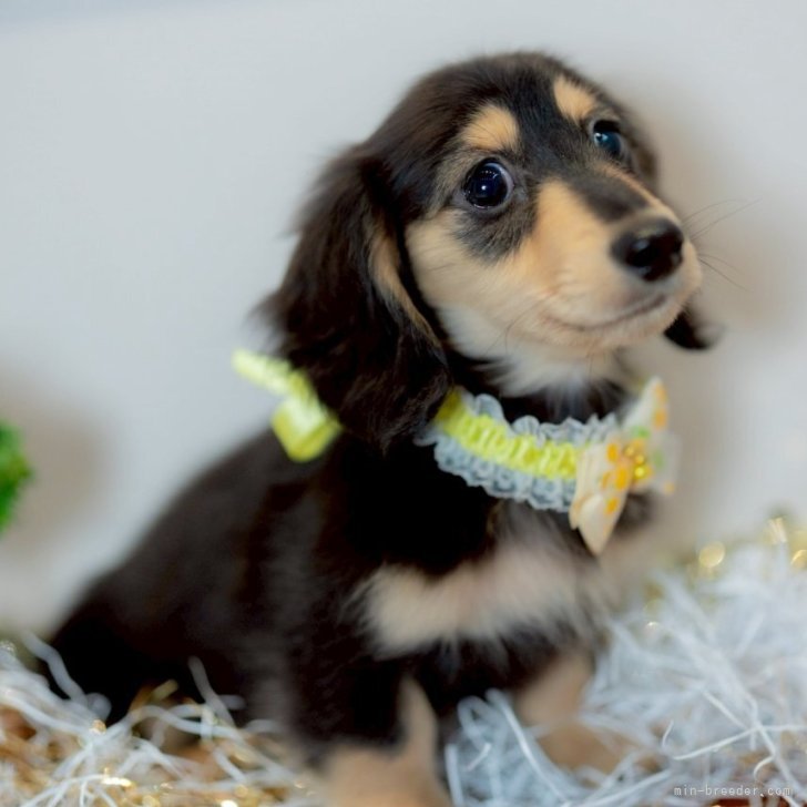 ブリーダー画像