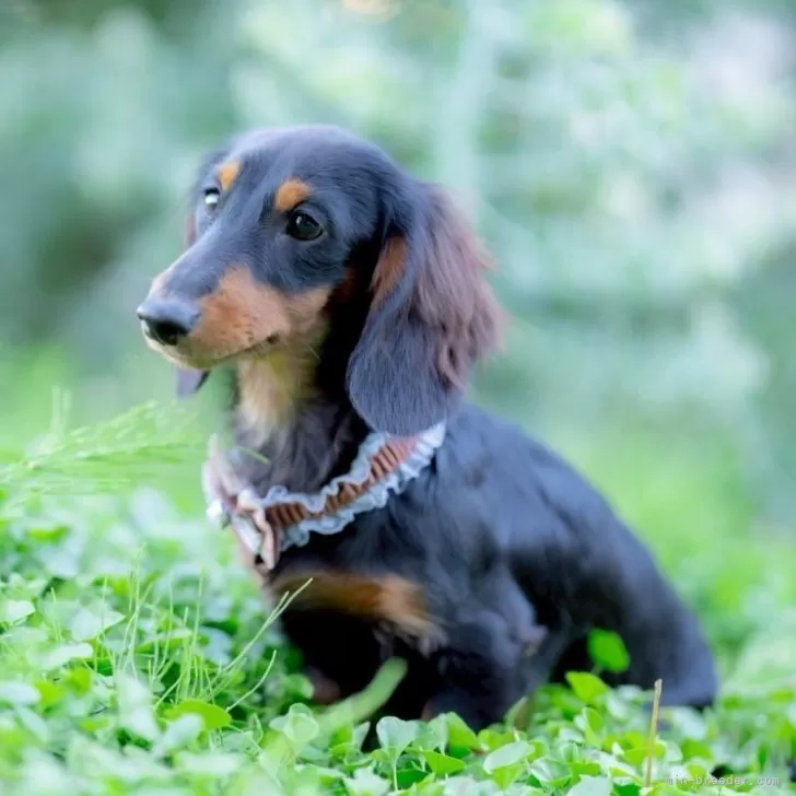 ID：2506-08062の子犬