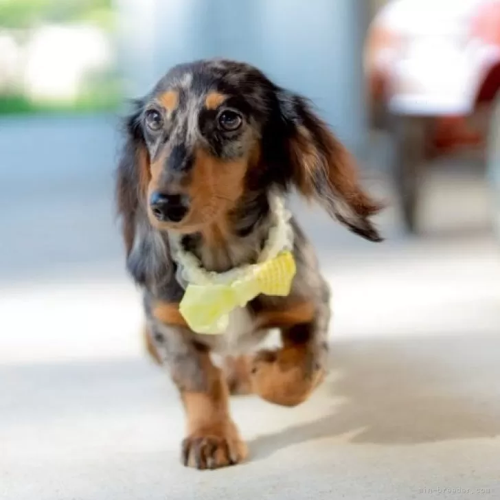 ミニチュアダックスフンド(ロング)【香川県・男の子・2025年5月8日・シルバーダップル】の写真1