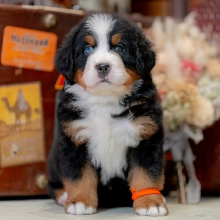 ID:2412-04793の子犬