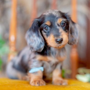 ミニチュアダックスフンド(ロング)【香川県・男の子・2025年4月26日・シルバーダップル】の写真「良血統✨美しいダップルcolorの男の子❤︎↝」