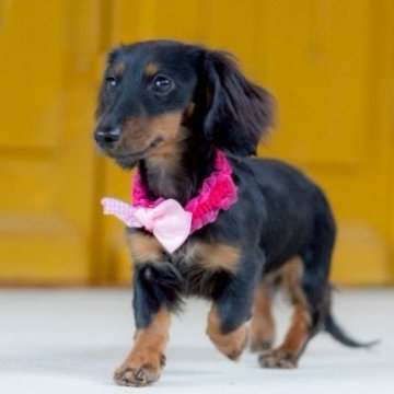 カニンヘンダックスフンド(ロング)【香川県・男の子・2025年5月4日・ブラックタン】の写真「ちびちびサイズ☆アイドル級の可愛さです💓」