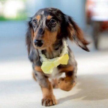 ミニチュアダックスフンド(ロング)【香川県・男の子・2025年5月8日・シルバーダップル】の写真「イケてるメンズ代表です・*:.。.☆」