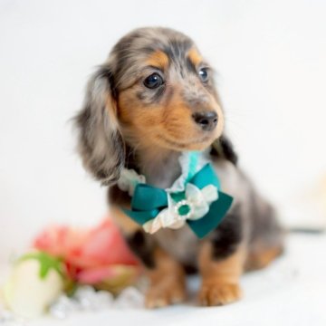 ミニチュアダックスフンド(ロング)【香川県・女の子・2025年9月15日・シルバーダップル】の写真「ぜひ動画をご覧ください°・*:.。.☆」