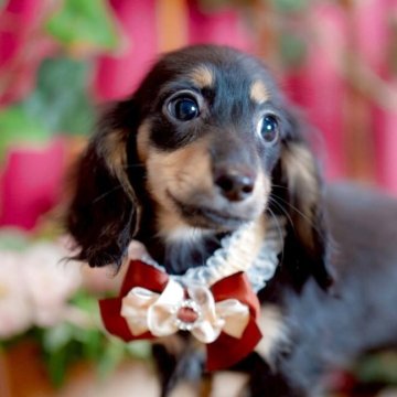 ミニチュアダックスフンド(ロング)【香川県・女の子・2025年9月5日・ブラック&イエロー】の写真「優美なMonotone Girl✨」