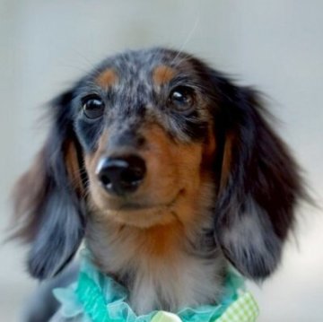 ミニチュアダックスフンド(ロング)【香川県・男の子・2025年5月8日・シルバーダップル】の写真「尻尾が超個性的な男の子・*:.。.☆」