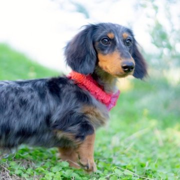 ミニチュアダックスフンド(ロング)【香川県・男の子・2025年4月26日・シルバーダップル】の写真「良血統✨美しいダップルcolorの男の子❤︎↝」