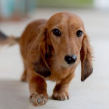 ミニチュアダックスフンド(ロング)【香川県・男の子・2025年5月18日・シェーデッドイエロー】の写真「最終価格★The ミニチュアダックスフンド💎.*」