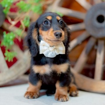 ミニチュアダックスフンド(ロング)【香川県・女の子・2025年7月31日・ブラックタン】の写真「可愛いの代名詞°・*:.。.☆」