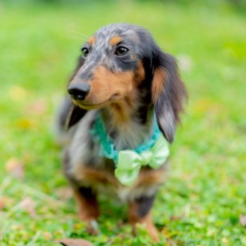 ミニチュアダックスフンド(ロング)【香川県・男の子・2025年5月8日・シルバーダップル】の写真「尻尾が超個性的な男の子・*:.。.☆」