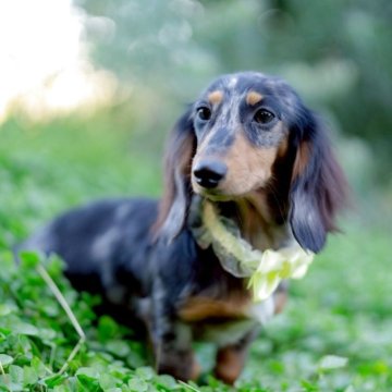 ミニチュアダックスフンド(ロング)【香川県・男の子・2025年5月8日・シルバーダップル】の写真「イケてるメンズ代表です・*:.。.☆」