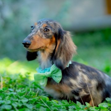 ミニチュアダックスフンド(ロング)【香川県・男の子・2025年5月8日・シルバーダップル】の写真「尻尾が超個性的な男の子・*:.。.☆」