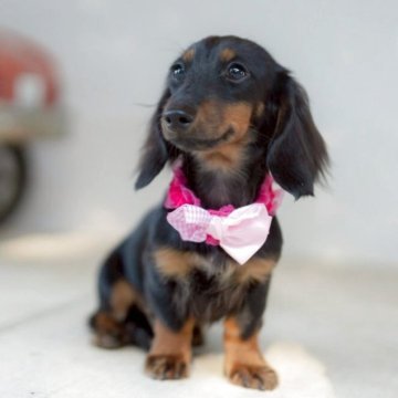 カニンヘンダックスフンド(ロング)【香川県・男の子・2025年5月4日・ブラックタン】の写真「ちびちびサイズ☆アイドル級の可愛さです💓」