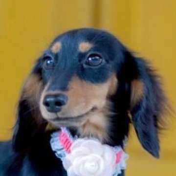 カニンヘンダックスフンド(ロング)【香川県・女の子・2025年5月4日・ブラックタン】の写真「ミニミニ姫♡最上級の可愛さです❤」