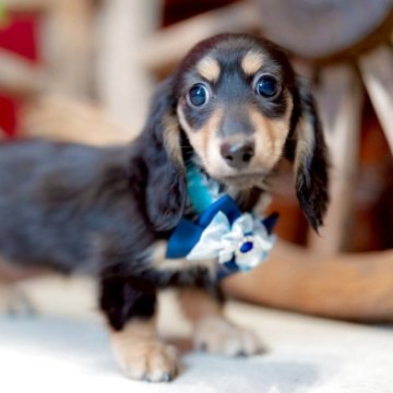 ミニチュアダックスフンド(ロング)【香川県・女の子・2025年9月5日・ブラック&イエロー】の写真「優美なMonotone Girl✨」