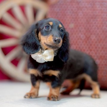 ミニチュアダックスフンド(ロング)【香川県・女の子・2025年7月31日・ブラックタン】の写真「可愛いの代名詞°・*:.。.☆」