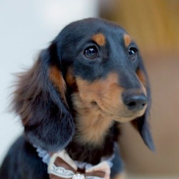 ミニチュアダックスフンド(ロング)【香川県・女の子・2025年4月23日・ブラックタン】の写真「艶やかな黒の被毛が美しい♡」