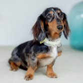 ミニチュアダックスフンド(ロング)