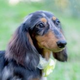 ミニチュアダックスフンド(ロング)