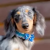 ミニチュアダックスフンド(ロング)【香川県・男の子・2025年5月8日・シルバーダップル】の写真1