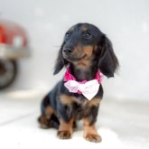 カニンヘンダックスフンド(ロング)