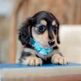 ミニチュアダックスフンド(ロング)