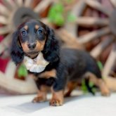 ミニチュアダックスフンド(ロング)