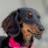 カニンヘンダックスフンド(ロング)