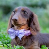 ミニチュアダックスフンド(ロング)