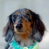 ミニチュアダックスフンド(ロング)